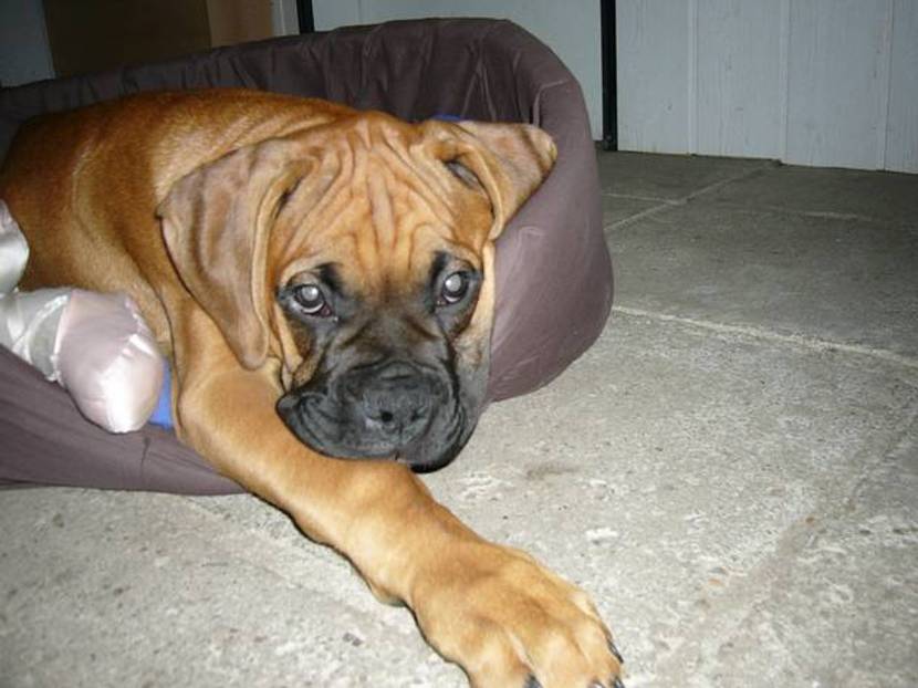 Liebe Hunde haben sich ein Leckerli verdient.