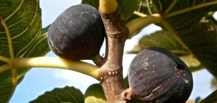 Feigenbaum mit reifen Feigen