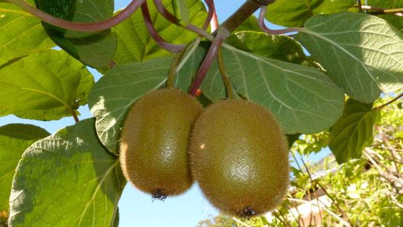 Kiwi-Pflanzen im Garten