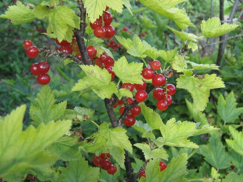 Rote Johannisbeeren
