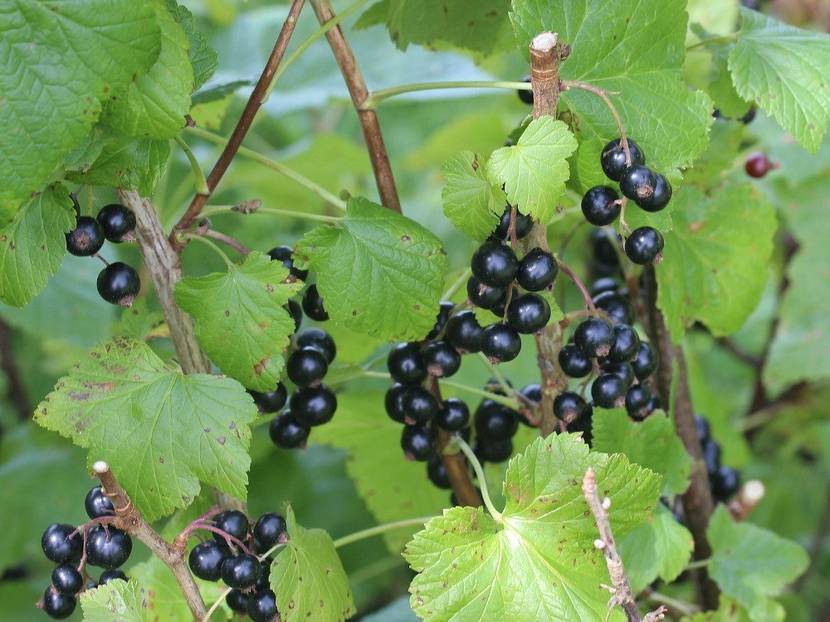 Schwarze Johannisbeeren