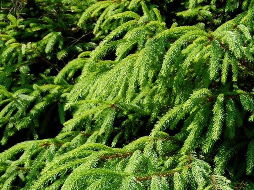 Tannenzweige für einen Adventskranz