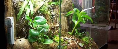 Terrarium selber bauen: Anleitungen zum Schaffen eines Lebensraums