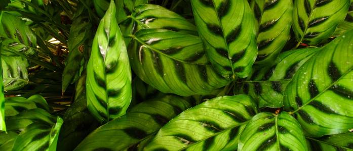 Ctenanthe 4 Anleitungen zu den Aspekten der Haltung