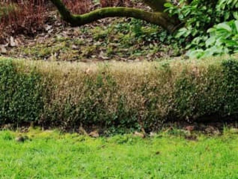 cylindrocladium Pilzbefall beim Buchsbaum