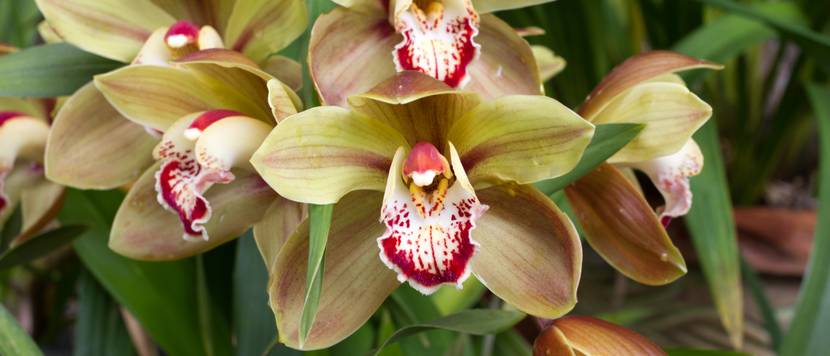 rosarote cymbidium-art mit grünen blättern