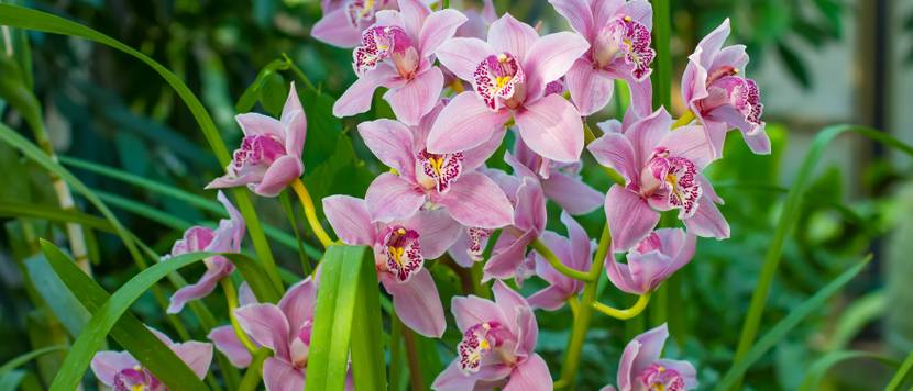 cymbidium mit zahlreichen rosa blüten