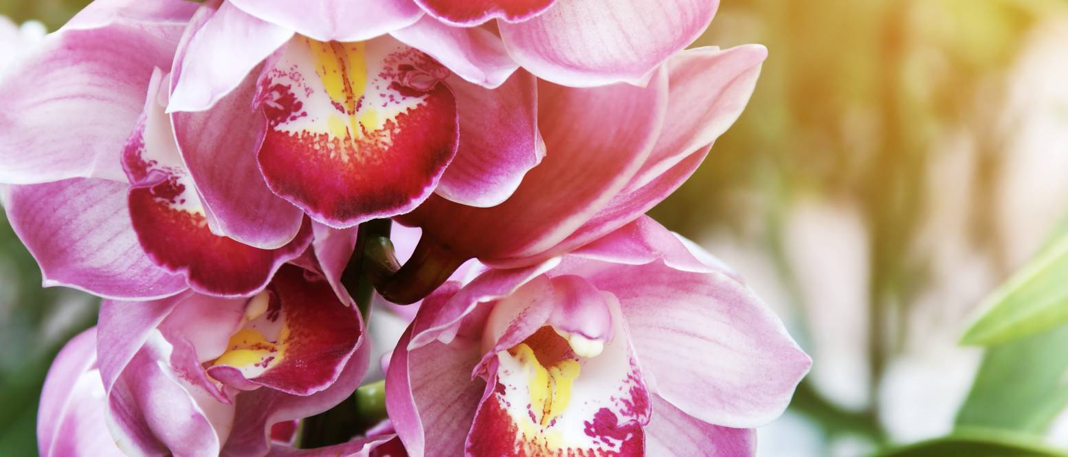 Cymbidium 4 Hinweise zur Pflege von Kahnorchideen heimwerker.de