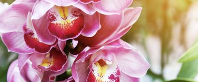 cymbidium orchidee