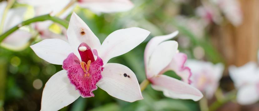 weiße cymbidium-orchideen