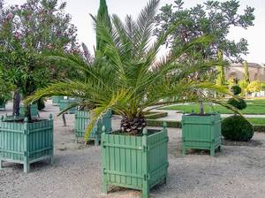 dattelpalme-pflege