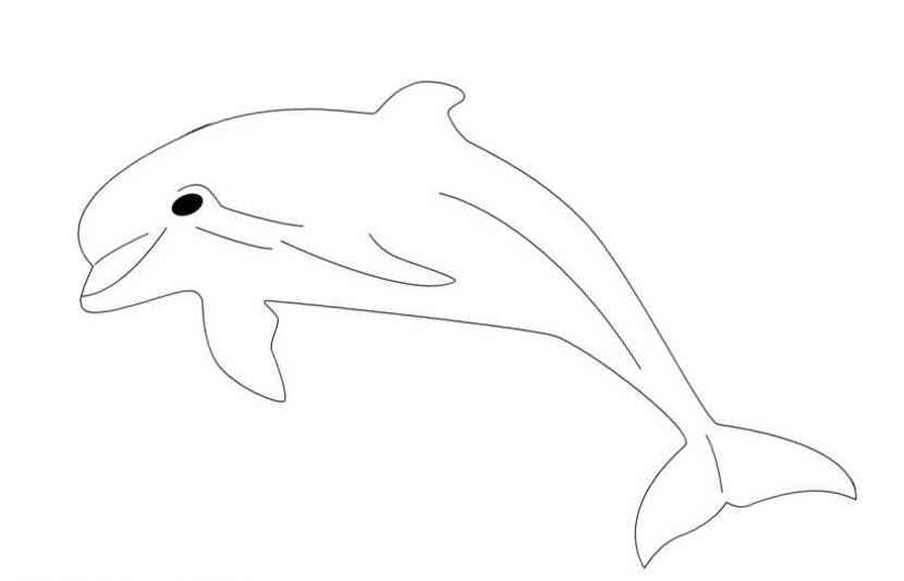 delphin-malvorlage