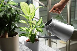 dieffenbachia mit giesskanne giessen