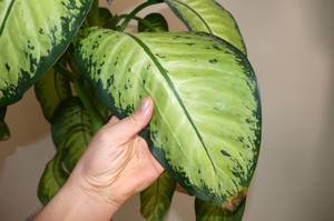 blatt der dieffenbachia mit giftigem saft