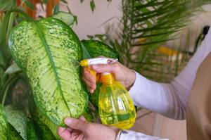 befeuchten der blaetter einer dieffenbachia