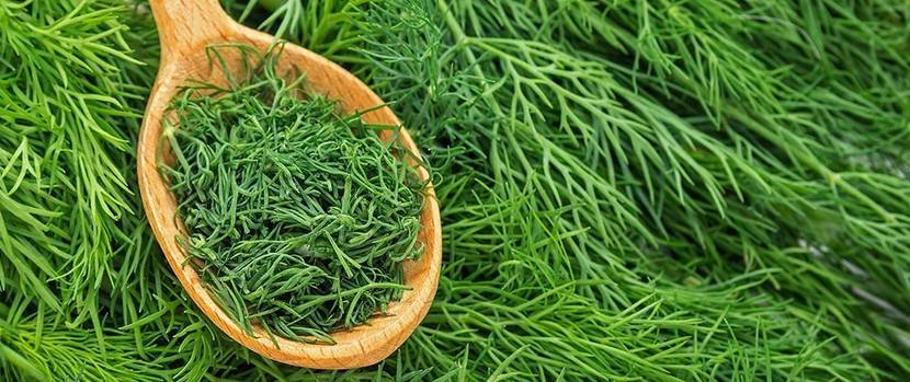 dill-anpflanzen