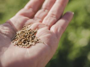 dill-aussaehen