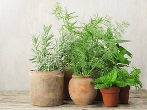 dill-im-topf-anpflanzen