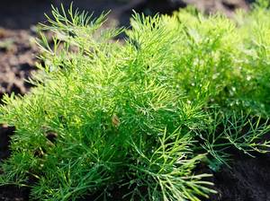 dill-pflegen