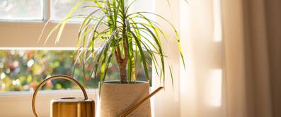 Drachenbaum pflanzen: 4 Tipps für die exotische Grünpflanze