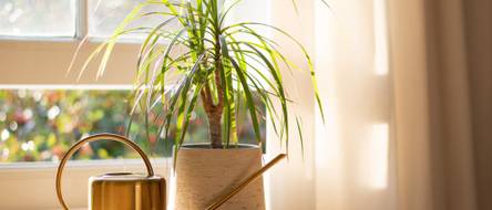 Drachenbaum pflanzen: 4 Tipps fr die exotische Grnpflanze -