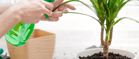 dracena colorama plant Dracaena – Liberty Landscape Supply main image 0