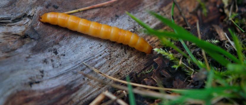 drahtwurm-befall im garten