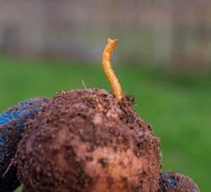 drahtwuermer bedrohen landwirtschaftliche ernte