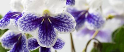 drehfrucht bluete zweifarbig