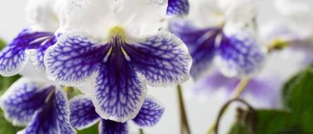 compo floranid rasen langzeit-dnger COMPO EXPERT Floranid Sport  Dngerprofi24