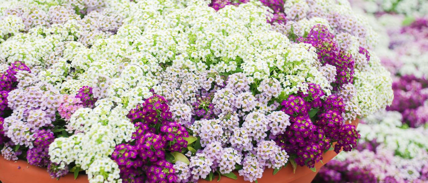 Duftsteinrich: 4 Tipps zum Blütenpolster für Garten und Balkon