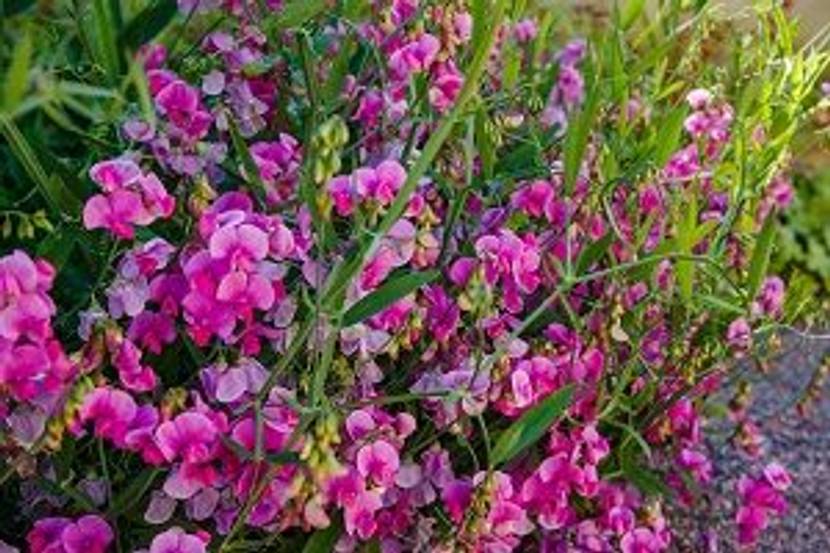 duftwicken im garten