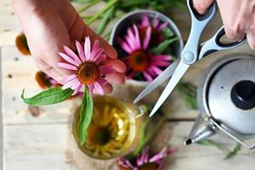 echinacea mit schere