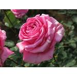 teehybridrose-rosa