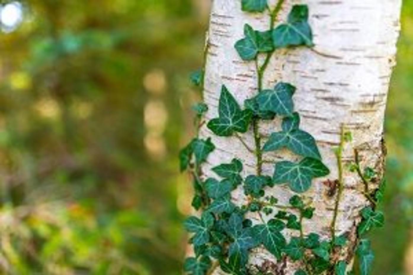 Birke im Garten Auswahl und Pflanzen einer Birke in 4 Schritten