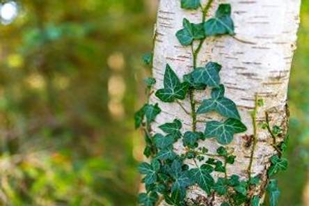 Birke im Garten: Auswahl und Pflanzen einer Birke in 4 Schritten