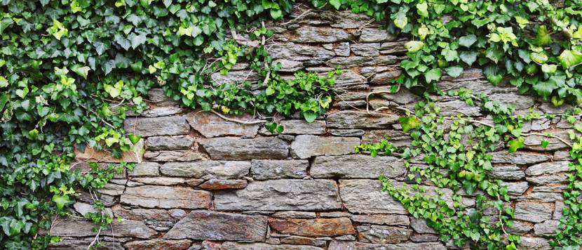 efeu-waechst-an-grauer-mauer
