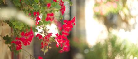 Efeupelargonie: 4 Tipps zu Arten, Standort, Pflege und berwinterung -
