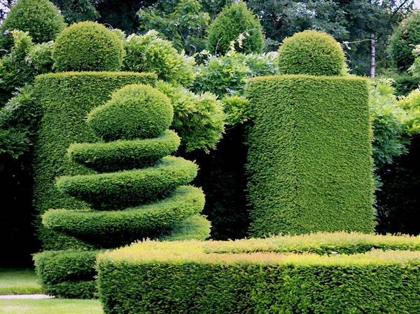 Eibe richtig schneiden Tipps für den perfekten Formschnitt