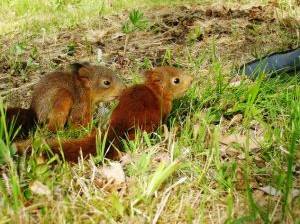 Eichhörnchen Jungtiere
