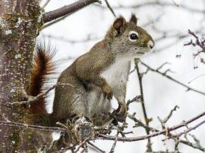 Eichhörnchen im Baum