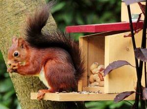 Futterkasten für Eichhörnchen