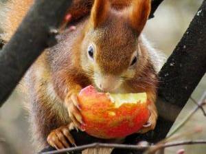 Eichhörnchen fressen Obst und Gemüse