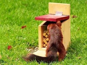 Eichhörnchen sind schlaue Tiere