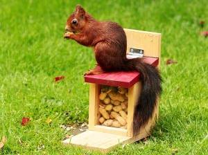 Eichhörnchen frisst Nuss