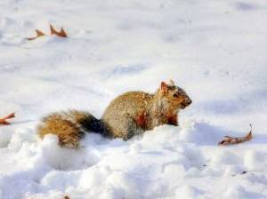 Krankes eichhörnchen