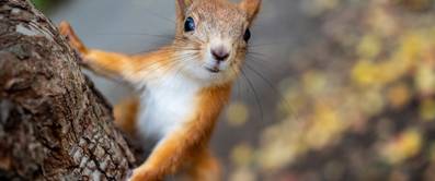 Eichhörnchen auf Baum
