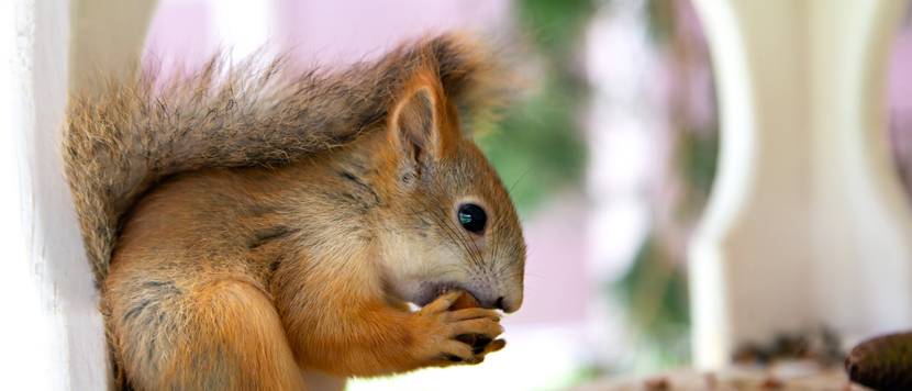 Eichhörnchen Futter