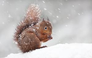 Eichhörnchen im Winter