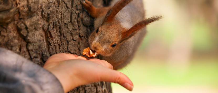 Eichhörnchen mit Mensch